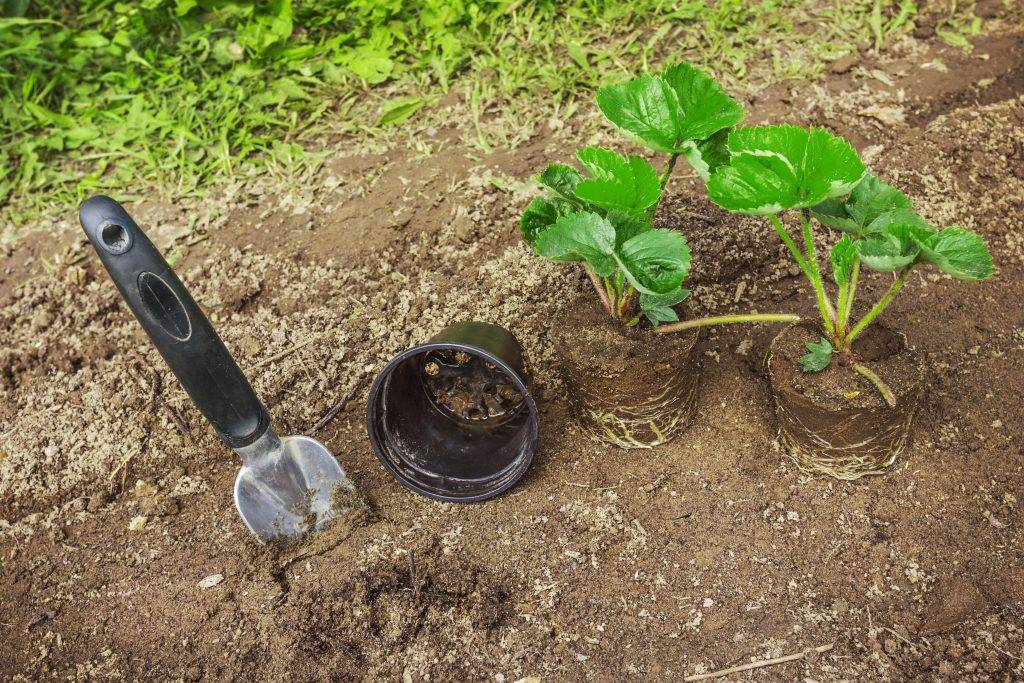 Как правильно посадить клубнику осенью в открытый грунт