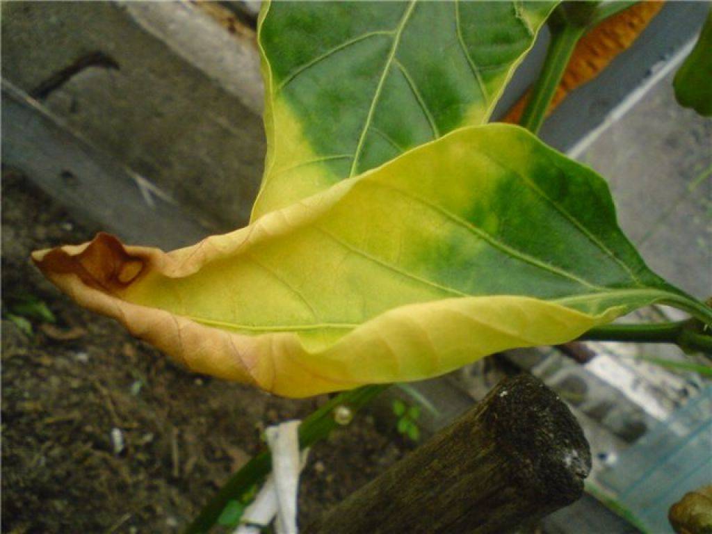 Нижние листья перца желтеют и опадают