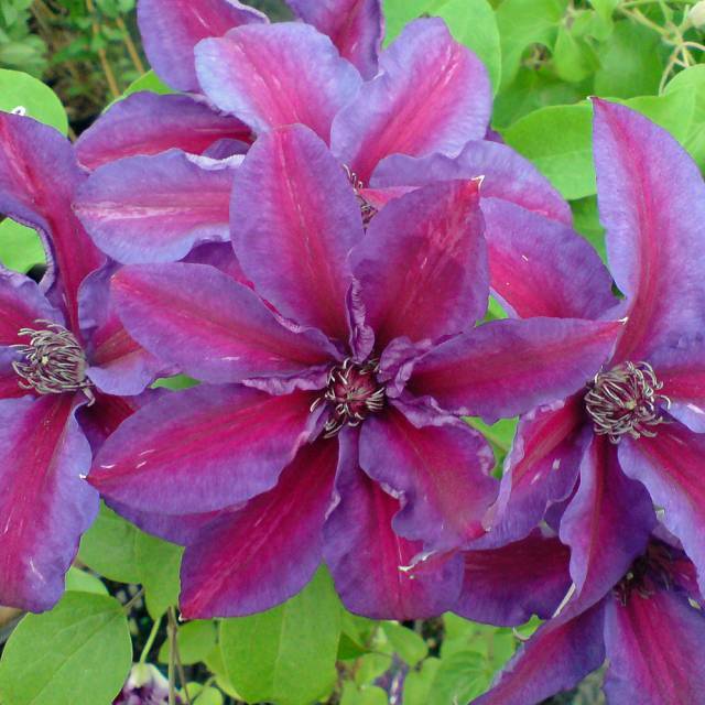 Клематис крупноцветковый вайлдфаер: фото и описание