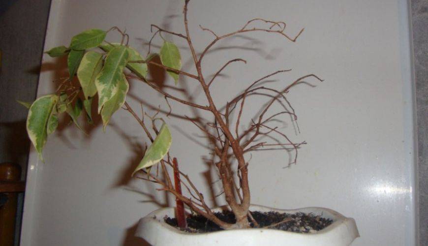 Почему у фикуса бенджамина опадают листья? уход в домашних условиях. фото — ботаничка