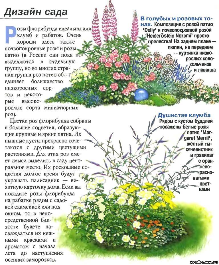 Розарий на даче — схемы расположения и красивые сочетания цветов для дачного участка (130 фото)