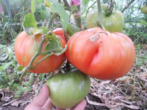 Описание сорта томата вова путин и его характеристики