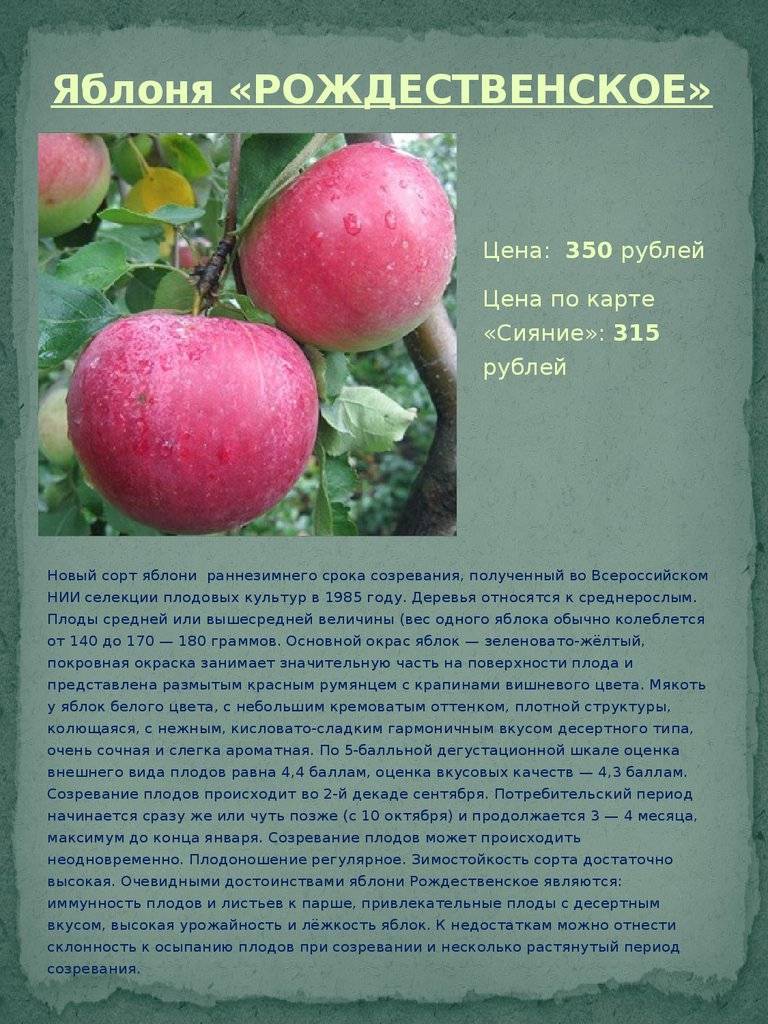 Описание сорта яблони орловим: фото яблок, важные характеристики, урожайность с дерева