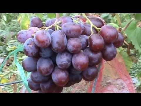 Виноград граф монте кристо описание сорта