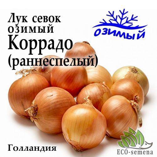 Посадка и выращивание лука купидона на грядках: советы огородников