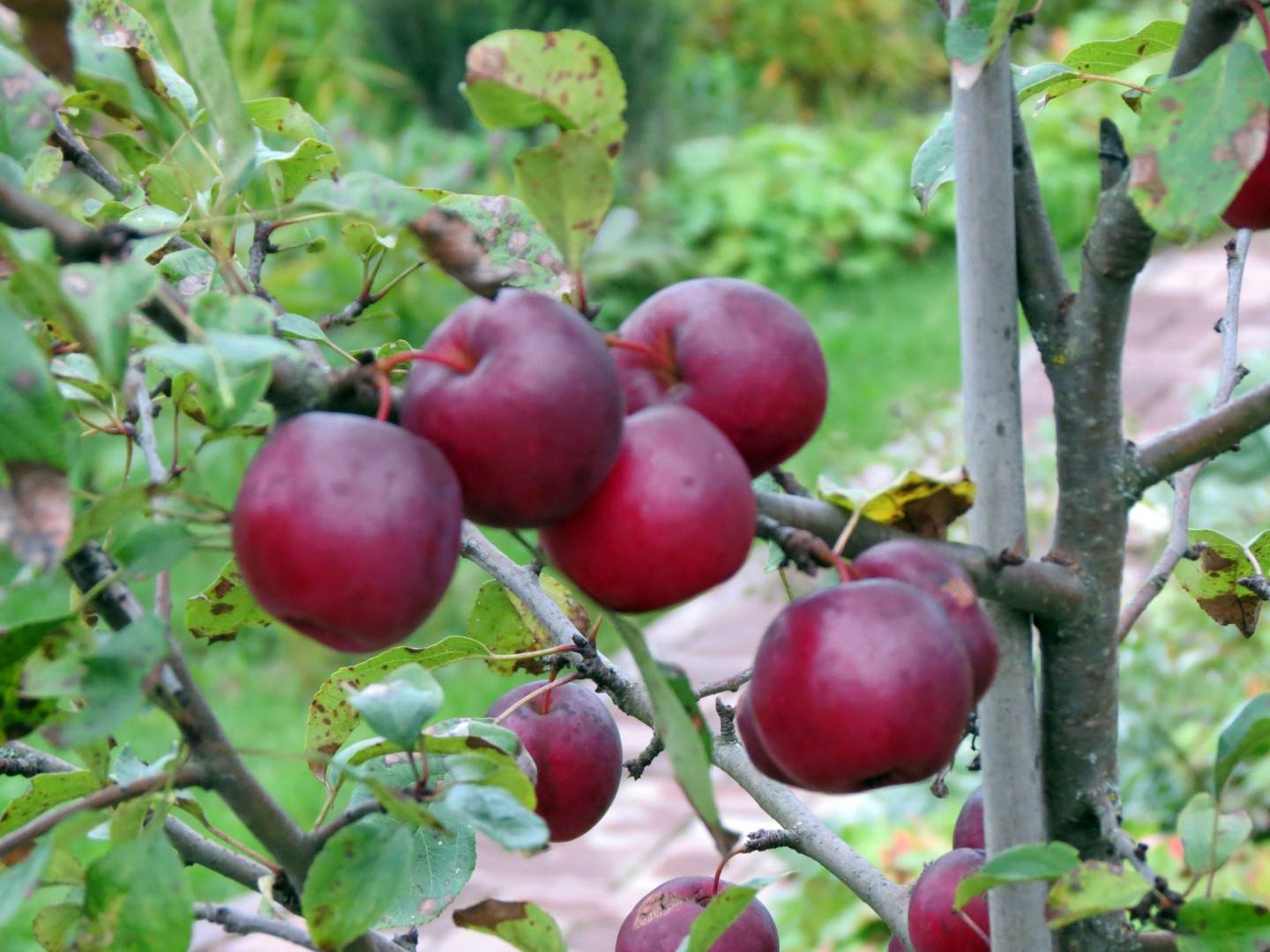 Характеристика разновидности яблонь китайка и описание 15 лучших сортов