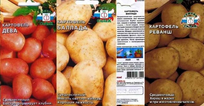 Картофель реванш: описание сорта, фото, отзывы, посадка и уход