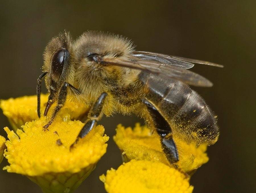 Фото пород пчел крупным планом с описанием по расцветке