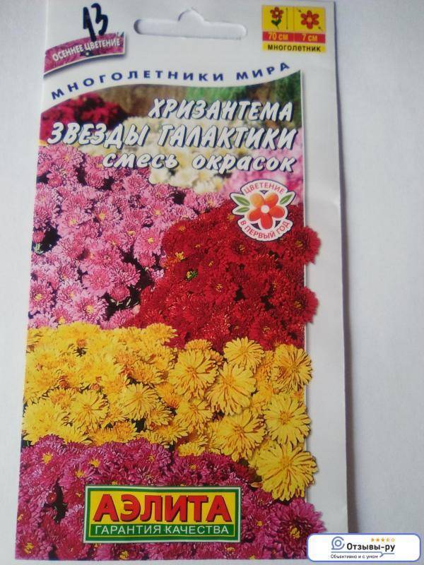 Корейская хризантема: описание, особенности выращивания цветов и ухода за ними