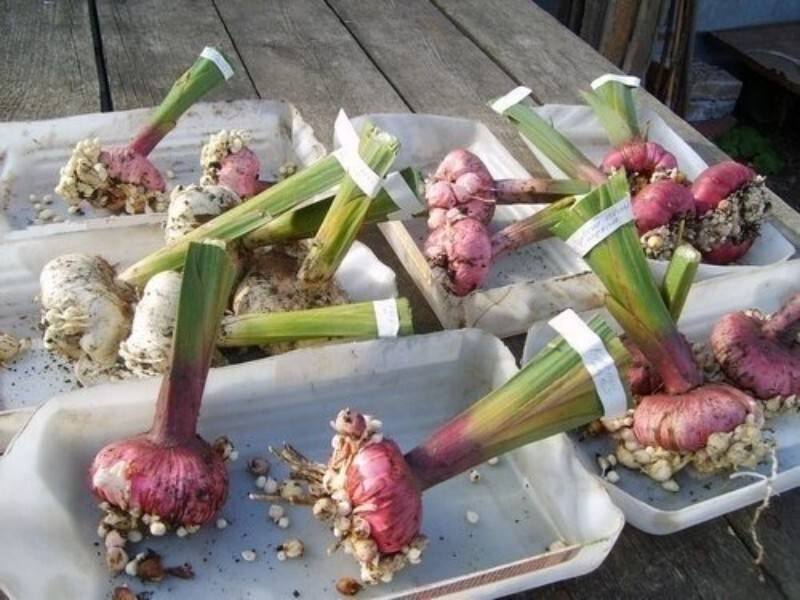 Как сохранить луковицы гладиолусов зимой