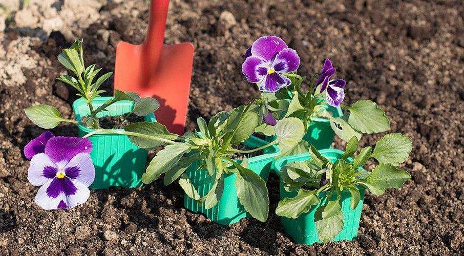 Особенности выращивания многолетних и однолетних цветов анютины глазки в саду