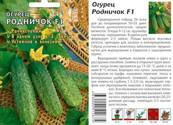 Ароматные, вкусные, универсальные — чем хороши китайские сорта огурцов