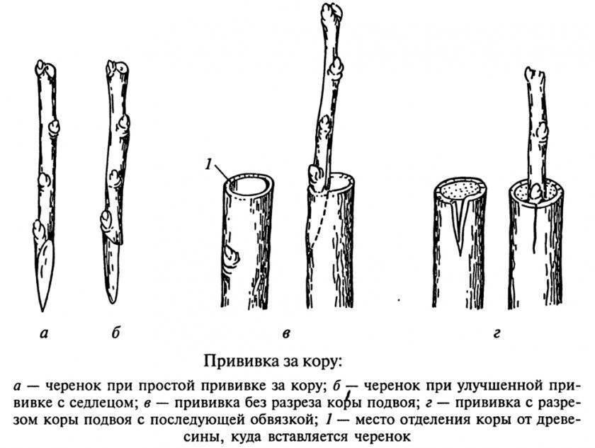 Прививка черешни на вишню, сливу весной и летом,можно ли привить на черешню, видео
