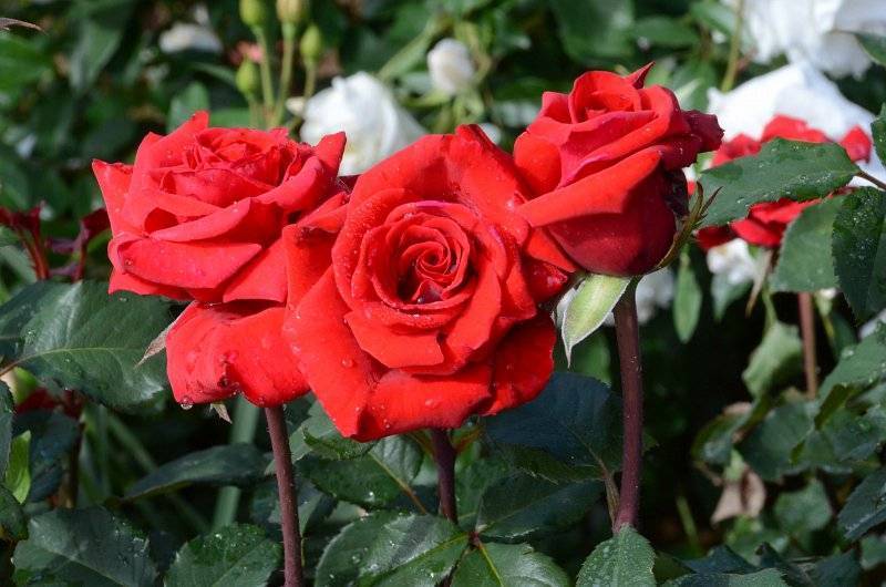 Роза ред берлин (red berlin): фото и описание, отзывы