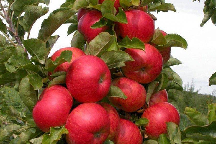 Яблоня есения: особенности сорта и ухода