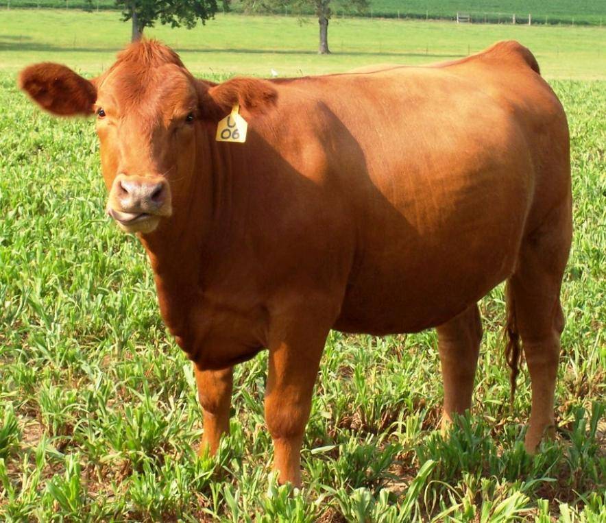Симментальская порода коров и телят крс: описание, содержание и разведение
