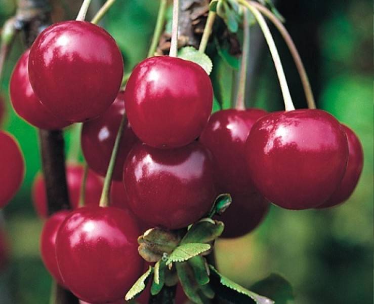 Вишня «живица»: особенности выращивания иуход. особенности межвидовой гибридной вишни живица