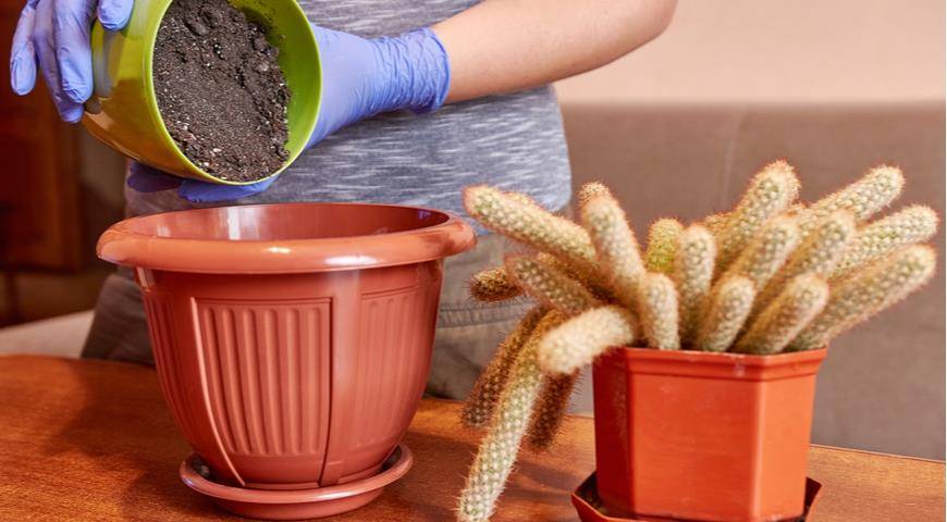 Как пересадить кактус: полезные советы и рекомендации, упрощающие проведение манипуляции в домашних условиях