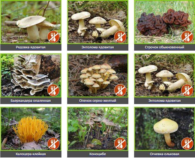 Съедобные и ядовитые грибы подмосковья: названия, фото