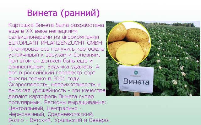 Характеристика сорта картофеля венета — фото и описание