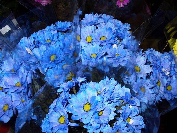 Голубые хризантемы: как покрасить самостоятельно