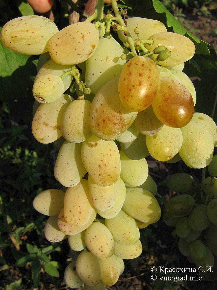 ✅ виноград валентин описание сорта фото отзывы. отличный урожай без особых усилий — виноград валентина - живой-сад.рф
