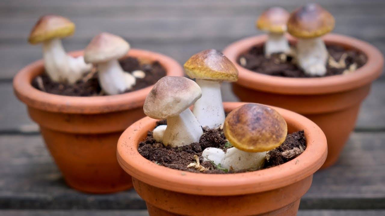 Выращивание белых грибов на приусадебном участке +в теплице.