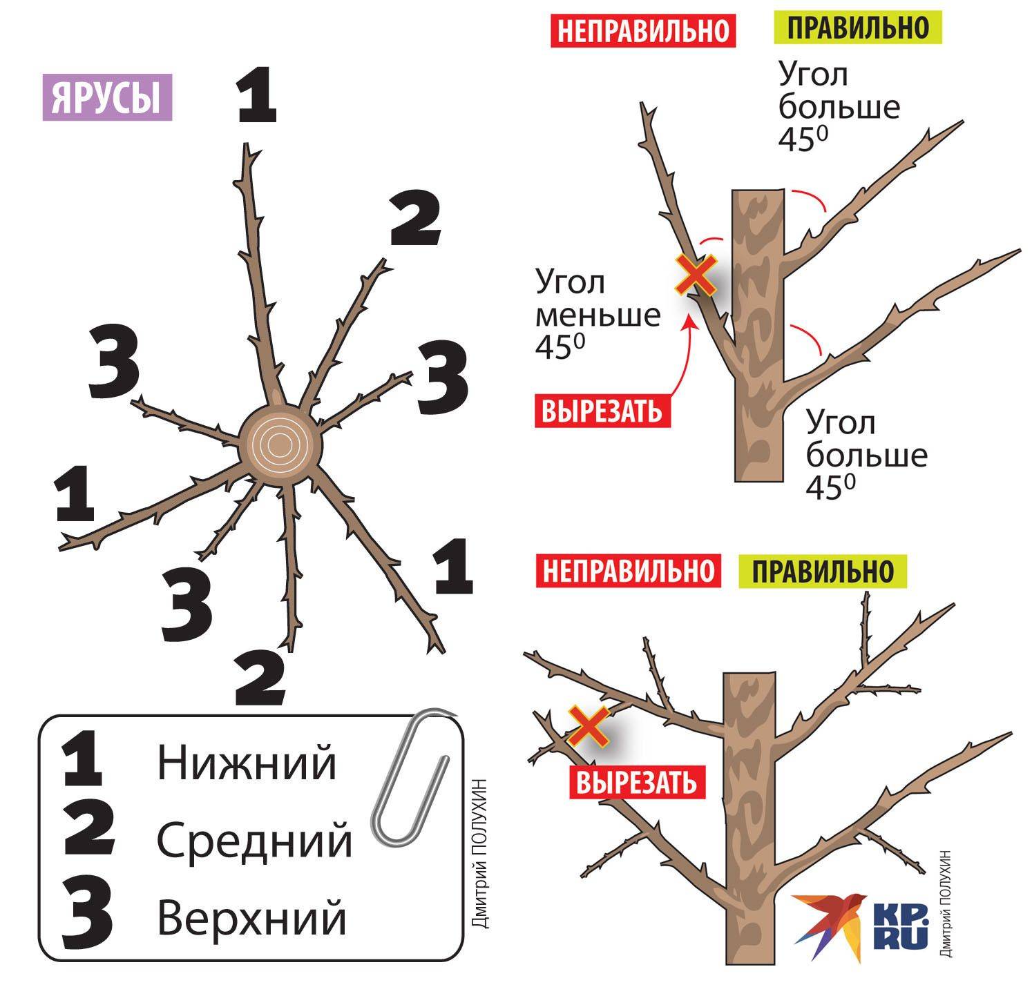 Обрезка плодовых деревьев весной для начинающих в картинках пошагово яблоня и груша