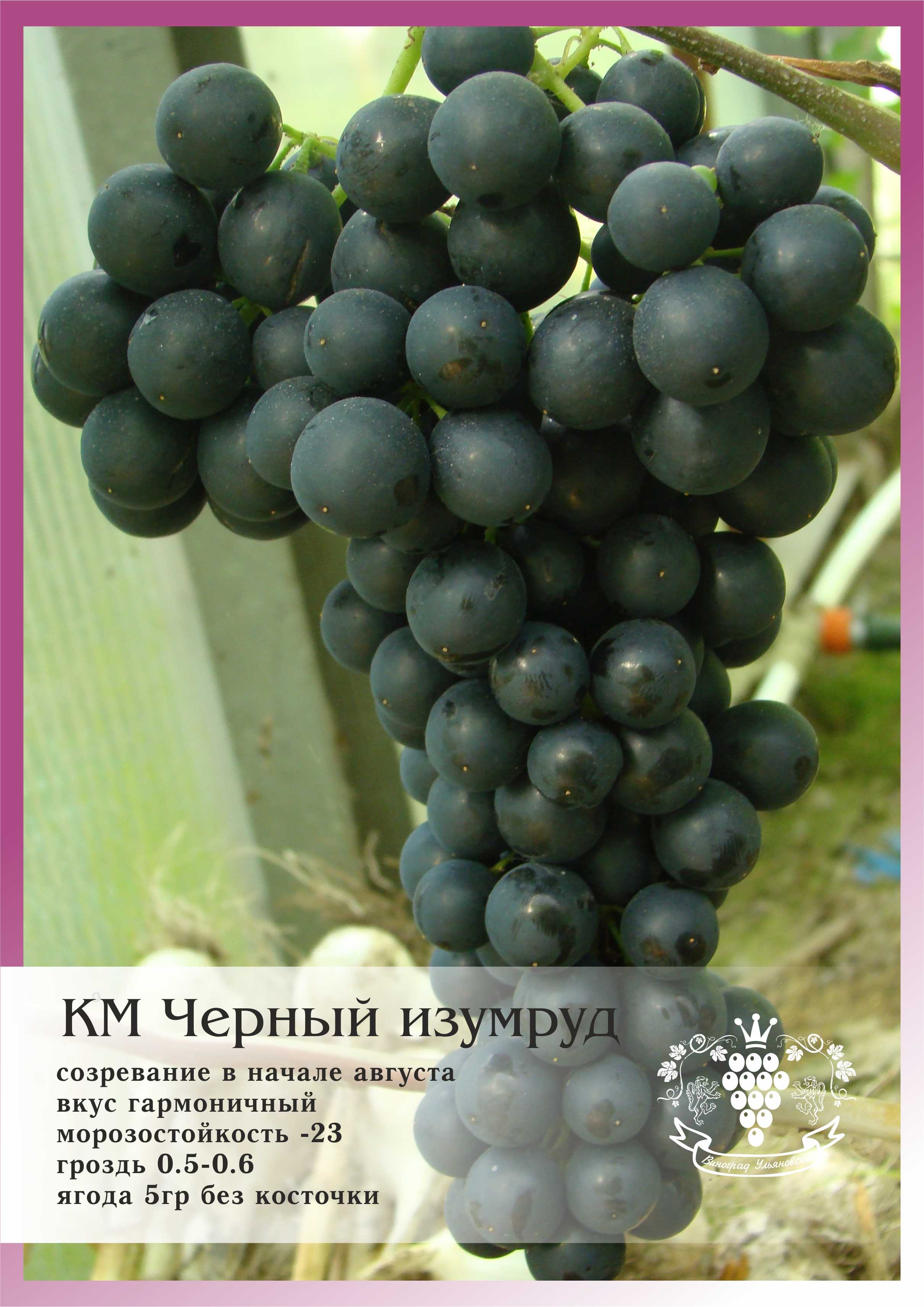Черный виноград кишмиш: виды - палец, принц - описание сорта, выращивание