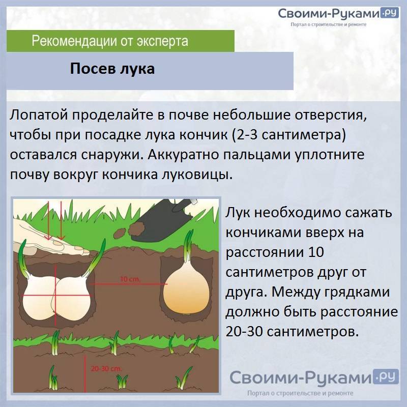 Лук севок схема посадки весной в открытый