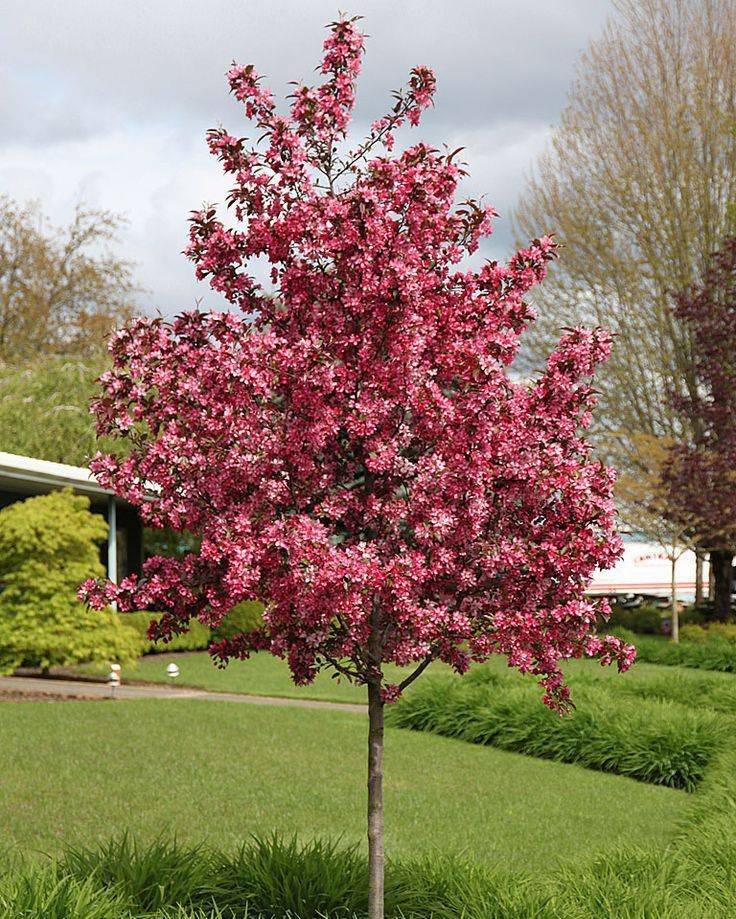 Краснолистная декоративная яблоня: описание сортов, их место в ландшафтном дизайне сада