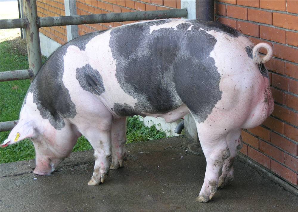 Свиньи породы пьетрен: характеристики и все самое важное