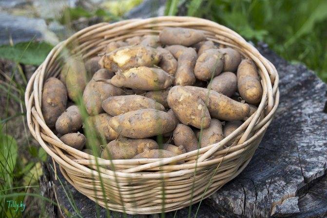 Картофель гурман: характеристика сорта, отзывы, урожайность - сад и огород