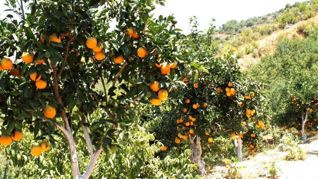 В каких странах растут апельсины