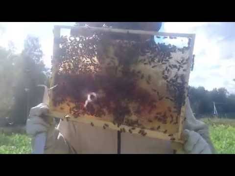 Подсадка маток в пчелиные семьи, тихая смена матки в пчелосемье