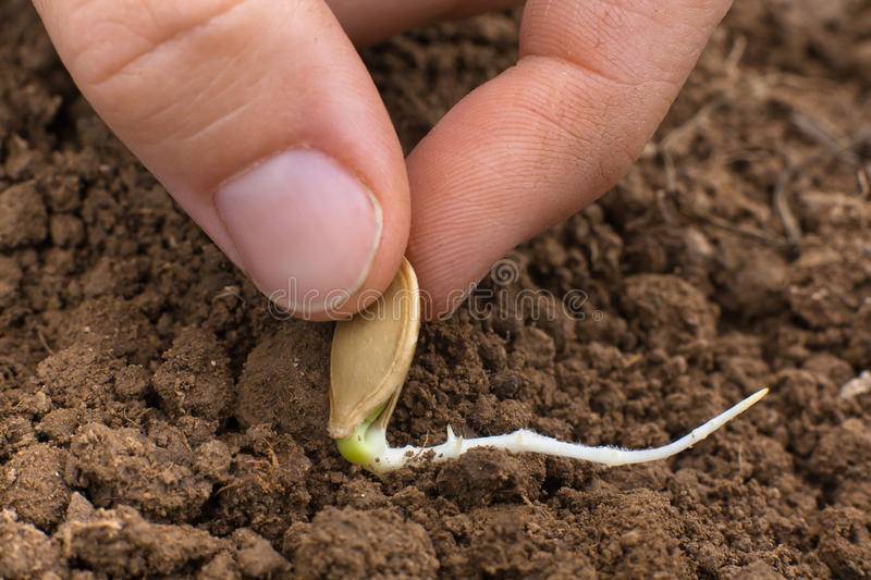 Выращивание тыквы в открытом грунте: посадка и уход