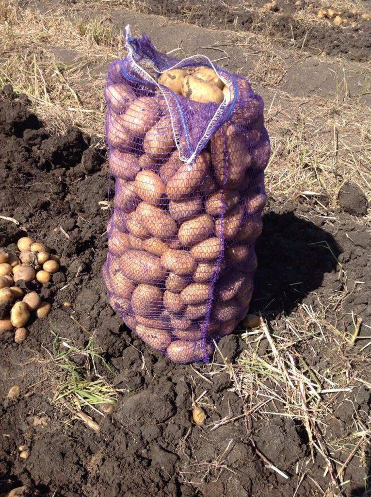 Особенности выращивания и характеристики картофеля сорта импала