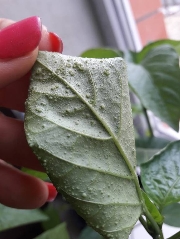 На листьях перцев пупырышки: почему так произошло и что делать