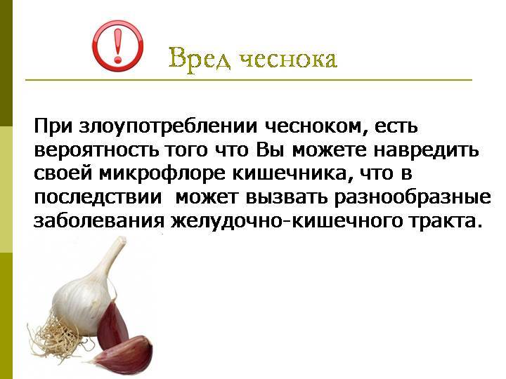 Чеснок зеленый молодой — характеристика пользы и вреда