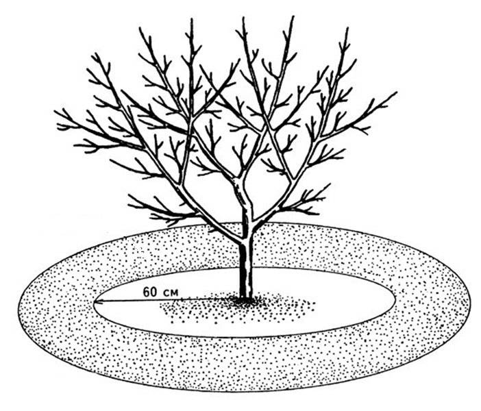 Приствольные круги плодовых деревьев: что это, как их сделать и оформить