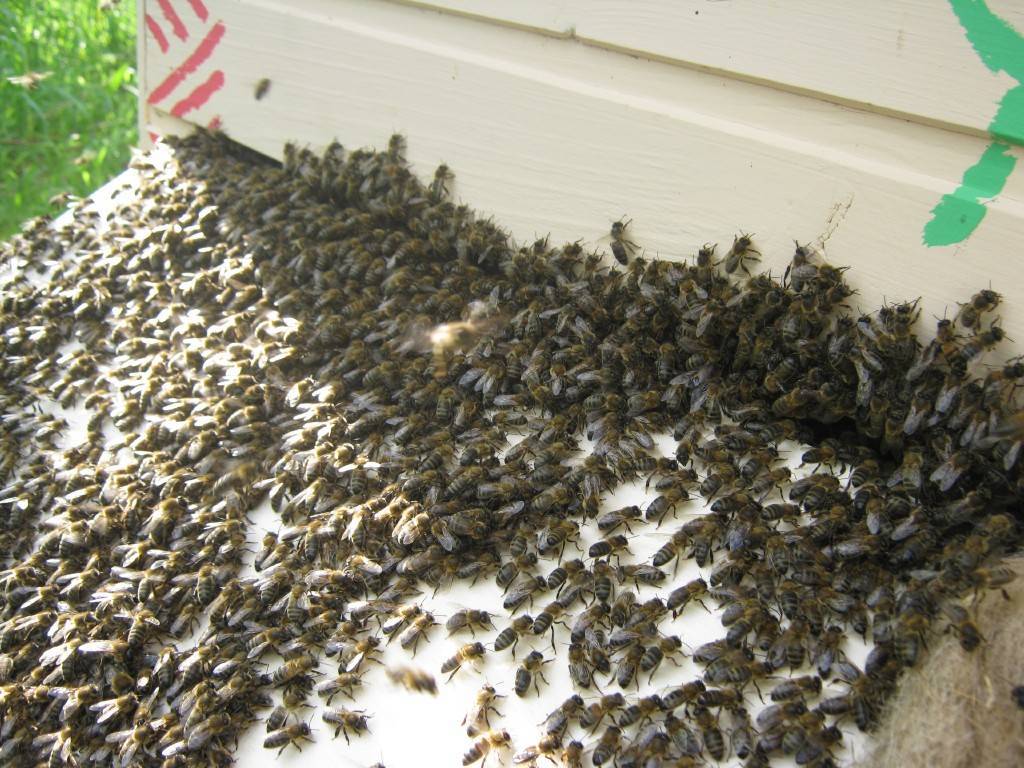 Новая теория борьбы с роением медоносных пчел
