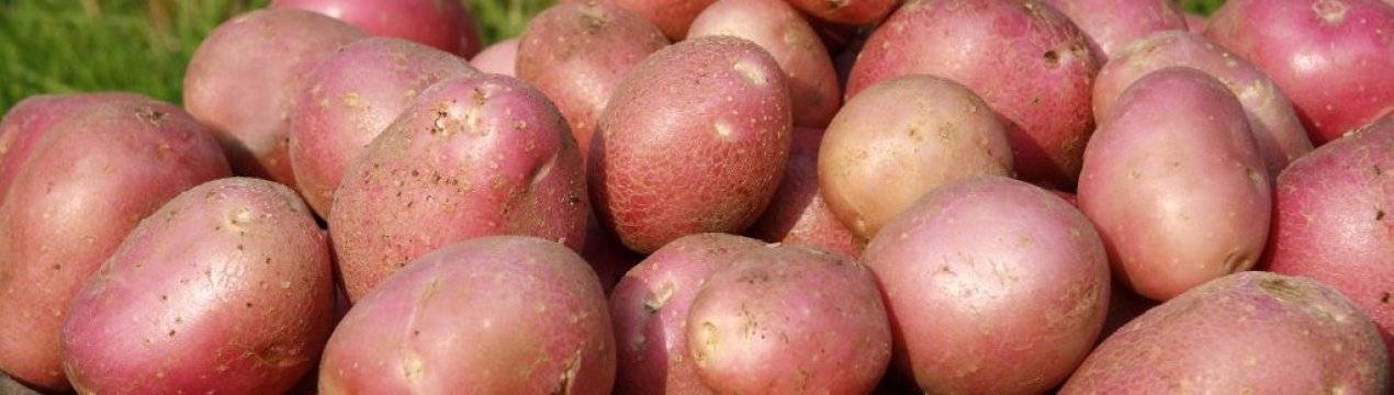 Картофель алладин: описание сорта, фото, отзывы, выращивание, посадка и уход
