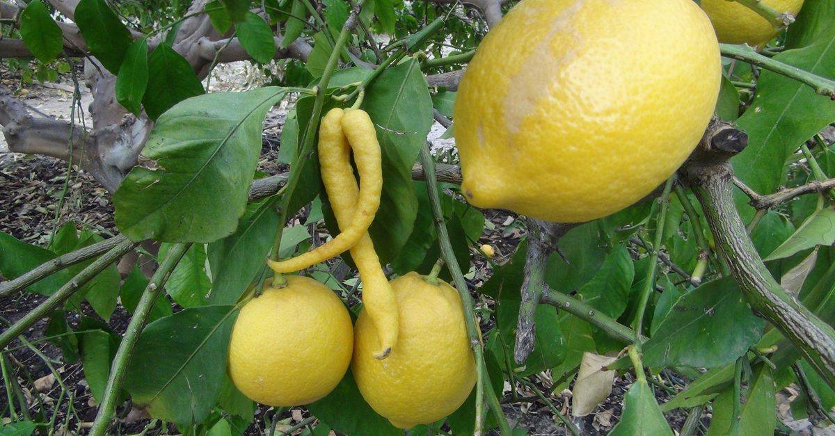 Лимон юбилейный описание сорта фото