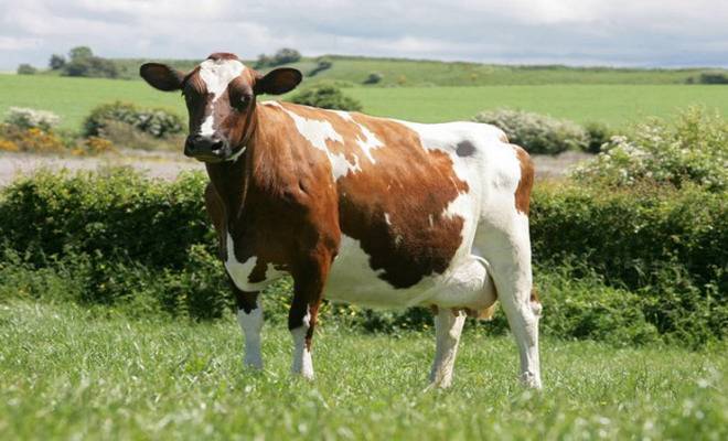 Айрширская порода коров: характеристика гернзейские йоркширы