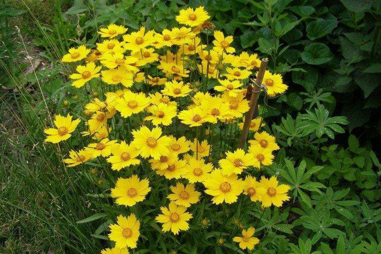 Желтые цветы-многолетники: фото и названия