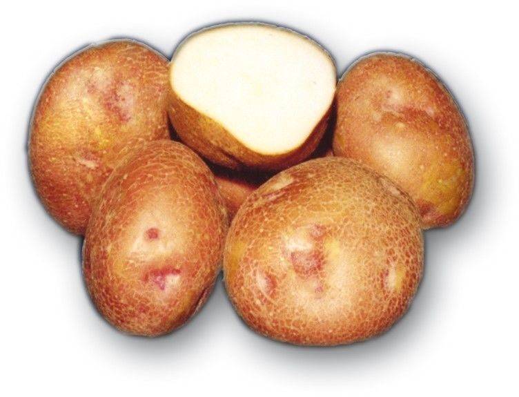 Картофель красавчик: описание сорта, фото и отзывы