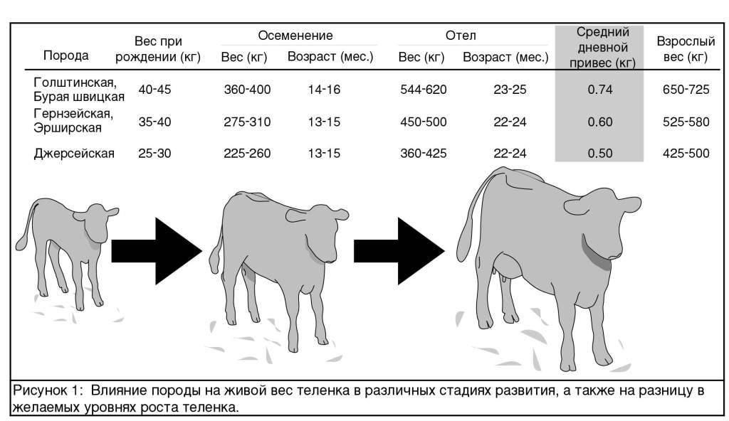 Сколько весит теленок: таблица средней массы по месяцам от рождения