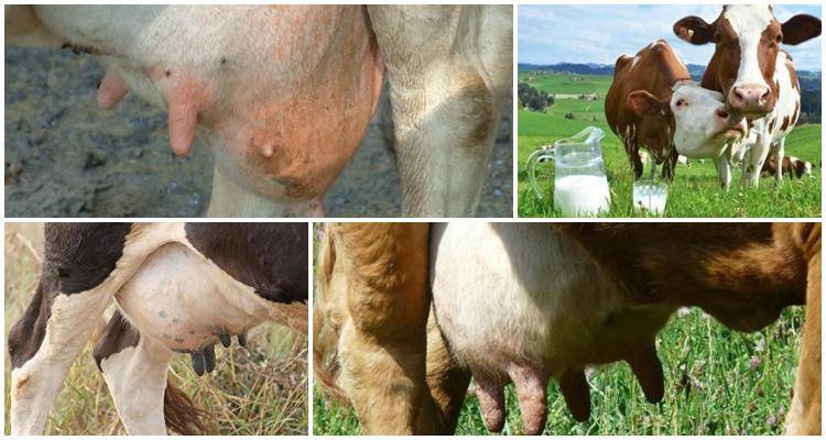 Почему молоко у коровы горчит и можно ли его пить