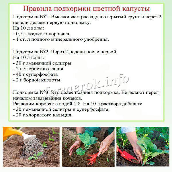 Как посадить цветную капусту в открытый грунт рассадой, сроки и схема посадки
