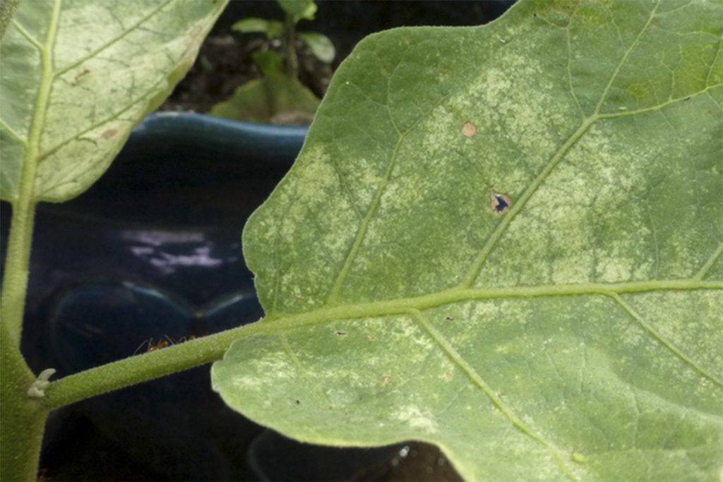 Болезни рассады баклажанов на листьях: почему появляются светлые, белые, коричневые и иные пятна, которые сохнут, что делать для их лечения, как выглядят на фото?